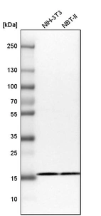 Western blot analysis in mouse cell line NIH-3T3 and rat cell line NBT-II.