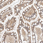 Immunohistochemical staining of human small intestine shows moderate cytoplasmic positivity in glandular cells.