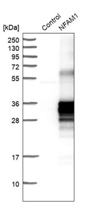 Western blot analysis in control (vector only transfected HEK293T lysate) and NFAM1 over-expression lysate (Co-expressed with a C-terminal myc-DDK tag (~3.1 kDa) in mammalian HEK293T cells, LY403444).