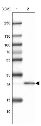 Lane 1: Marker [kDa] 250, 130, 100, 70, 55, 35, 25, 15, 10_br/_Lane 2: Human cell line U-87 MG