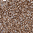 Immunohistochemical staining of human pancreas shows strong cytoplasmic positivity in exocrine glandular cells.