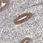 Immunohistochemical staining of human endometrium shows strong cytoplasmic positivity in glandular cells.