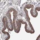 Anti-SDHAF4 Antibody