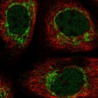 Immunofluorescent staining of human cell line A-431 shows localization to nucleus & mitochondria.
