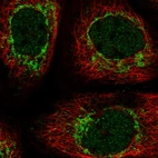 Immunofluorescent staining of human cell line A-431 shows localization to nucleus & mitochondria.