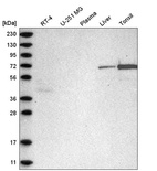 Anti-C2orf42 Antibody