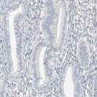 Anti-C2orf42 Antibody