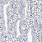 Immunohistochemical staining of human endometrium shows low expression as expected.