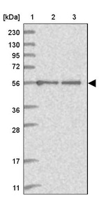 Anti-C2orf42 Antibody