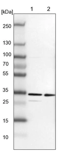 Lane 1: NIH-3T3 cell lysate (Mouse embryonic fibroblast cells)_br/_Lane 2: NBT-II cell lysate (Rat Wistar bladder tumour cells)