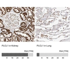 Anti-PLCL1 Antibody