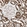 Anti-PLCL1 Antibody