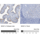 Anti-MAGI1 Antibody