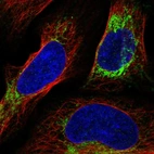 Immunofluorescent staining of human cell line U-2 OS shows localization to mitochondria.