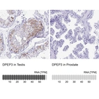 Anti-DPEP3 Antibody
