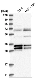Anti-MORF4L2 Antibody