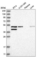 Anti-GAD1 Antibody