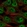 Anti-SREBF2 Antibody