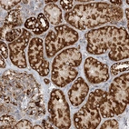 Anti-COA3 Antibody