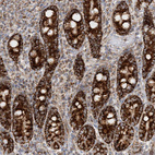 Immunohistochemical staining of human duodenum shows shows strong granular cytoplasmic positivity in glandular cells.
