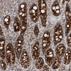 Immunohistochemical staining of human duodenum shows shows strong granular cytoplasmic positivity in glandular cells.