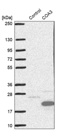 Western blot analysis in control (vector only transfected HEK293T lysate) and COA3 over-expression lysate (Co-expressed with a C-terminal myc-DDK tag (~3.1 kDa) in mammalian HEK293T cells, LY421751).