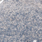 Immunohistochemical staining of human cerebellum shows low positivity in cells in granular layer as expected.
