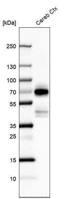 Anti-POU3F4 Antibody