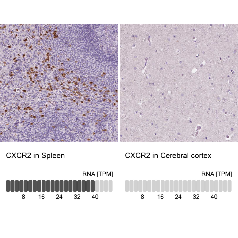 Anti-CXCR2 Antibody