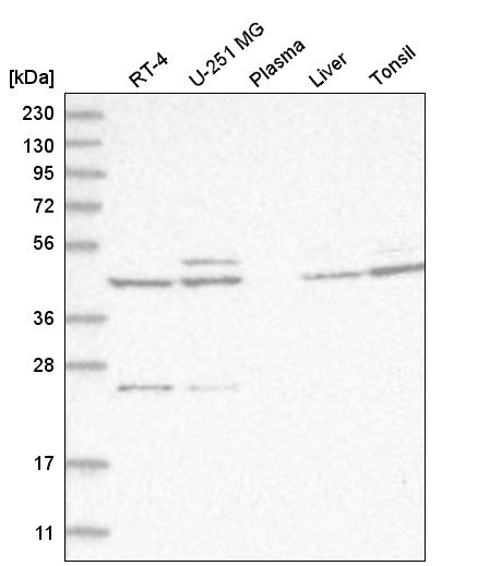 Anti-ACKR3 Antibody