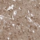 Anti-COX10 Antibody