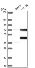 Western blot analysis in control (vector only transfected HEK293T lysate) and COX10 over-expression lysate (Co-expressed with a C-terminal myc-DDK tag (~3.1 kDa) in mammalian HEK293T cells, LY420021).