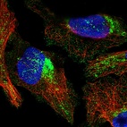 Immunofluorescent staining of human cell line U-2 OS shows localization to nucleoli & mitochondria.
