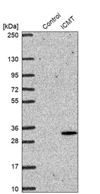 Western blot analysis in control (vector only transfected HEK293T lysate) and ICMT over-expression lysate (Co-expressed with a C-terminal myc-DDK tag (~3.1 kDa) in mammalian HEK293T cells, LY415783).