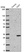 Anti-ICMT Antibody