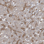 Immunohistochemical staining of human pancreas shows moderate positivity in exocrine glandular cells.