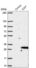 Western blot analysis in control (vector only transfected HEK293T lysate) and ICMT over-expression lysate (Co-expressed with a C-terminal myc-DDK tag (~3.1 kDa) in mammalian HEK293T cells, LY415783).
