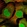 Anti-DTL Antibody