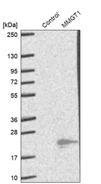 Western blot analysis in control (vector only transfected HEK293T lysate) and MMGT1 over-expression lysate (Co-expressed with a C-terminal myc-DDK tag (~3.1 kDa) in mammalian HEK293T cells, LY406623).