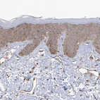 Anti-KIAA1522 Antibody