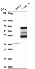 Anti-ZC3H12A Antibody
