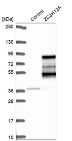 Western blot analysis in control (vector only transfected HEK293T lysate) and ZC3H12A over-expression lysate (Co-expressed with a C-terminal myc-DDK tag (~3.1 kDa) in mammalian HEK293T cells, LY410904).