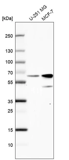 Western blot analysis in human cell line U-251 MG and human cell line MCF-7.