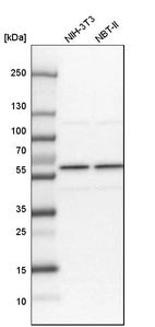 Western blot analysis in mouse cell line NIH-3T3 and rat cell line NBT-II.