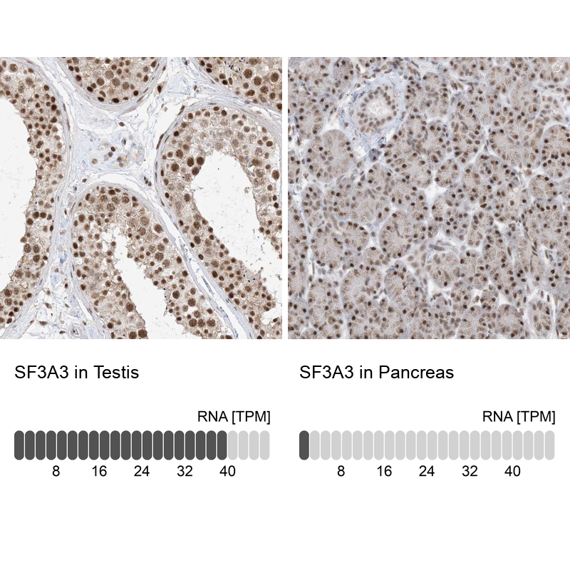 Anti-SF3A3 Antibody