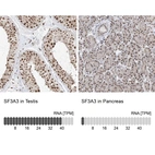Anti-SF3A3 Antibody