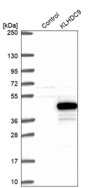 Western blot analysis in control (vector only transfected HEK293T lysate) and KLHDC9 over-expression lysate (Co-expressed with a C-terminal myc-DDK tag (~3.1 kDa) in mammalian HEK293T cells, LY407615).