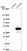 Anti-KLHDC9 Antibody