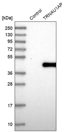 Western blot analysis in control (vector only transfected HEK293T lysate) and TRNAU1AP over-expression lysate (Co-expressed with a C-terminal myc-DDK tag (~3.1 kDa) in mammalian HEK293T cells, LY402627).