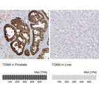 Anti-TGM4 Antibody